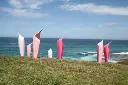 PINK-GUINS.webp